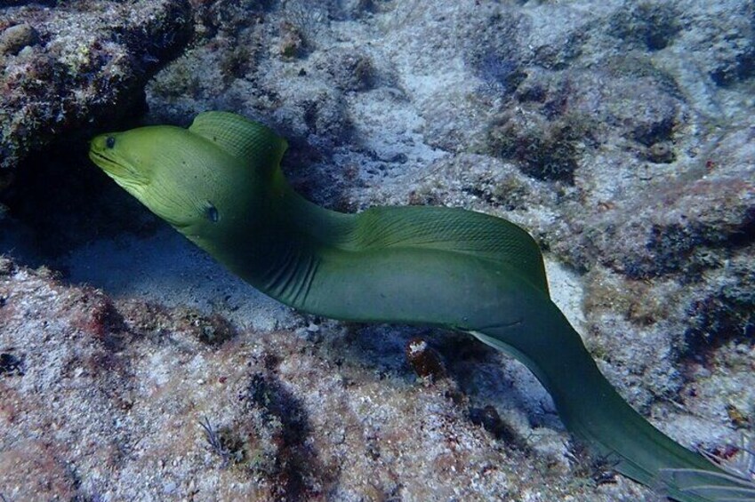 Green Moray Eel 2