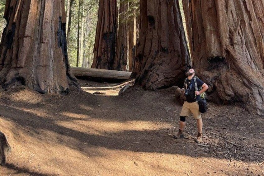 Heart of the Giant Forest Hike 1