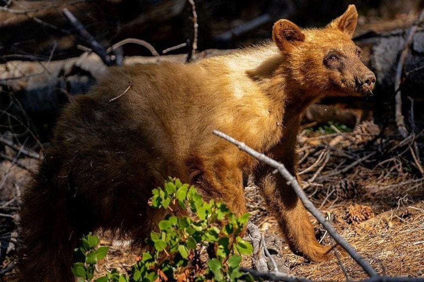 A light brown, American black bear walking through the Giant Forest. 1