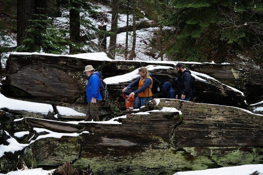 A young family and grandpa walk across the trunk of a fallen sequoia. 2