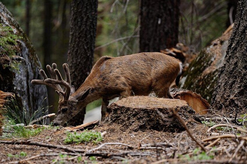 A male mule deer with still growing antlers foraging for food. 2