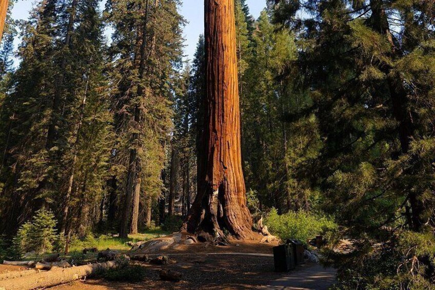 Un alto árbol de secuoya en un bosque. 4