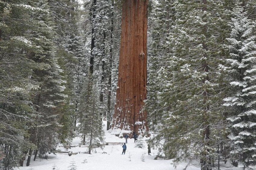 Hikers walking around the base of the General Sherman Tree in after a snow storm. 2
