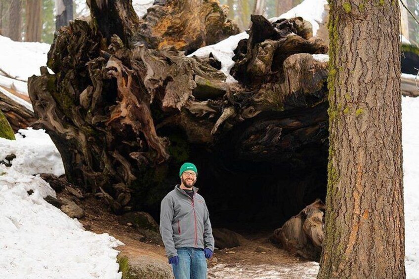 A hiker caught smiling in front of a fallen sequoia. Showing part of its intricate root system. 3