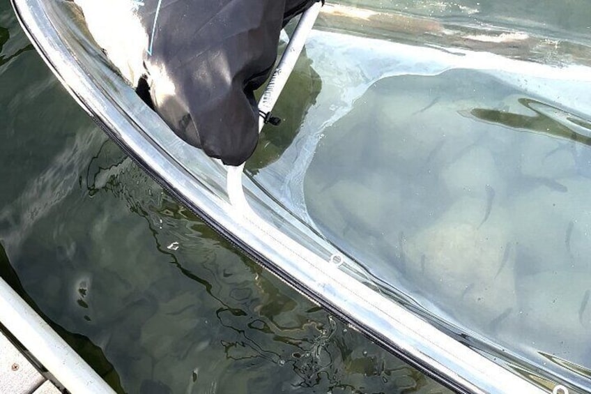 Fish under the Clear Kayak at Lake 5 in West Glacier