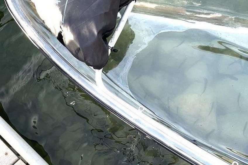 Fish under the Clear Kayak at Lake 5 in West Glacier 4