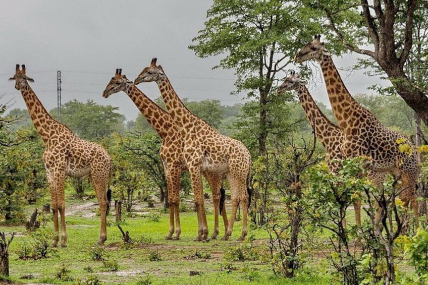 Full Day Phezulu Safari and Mandela Capture Site Tour from Durban 1