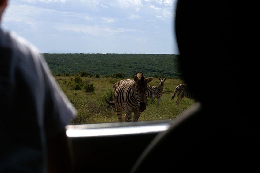Zebras in a grassy field with a clear sky. 3