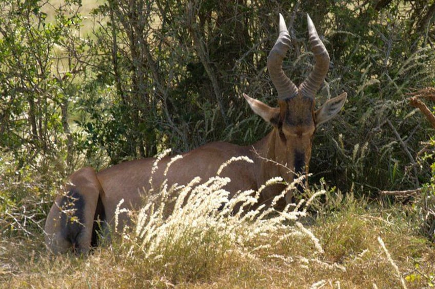 A kudu with large horns in a grassy area with bushes. 5