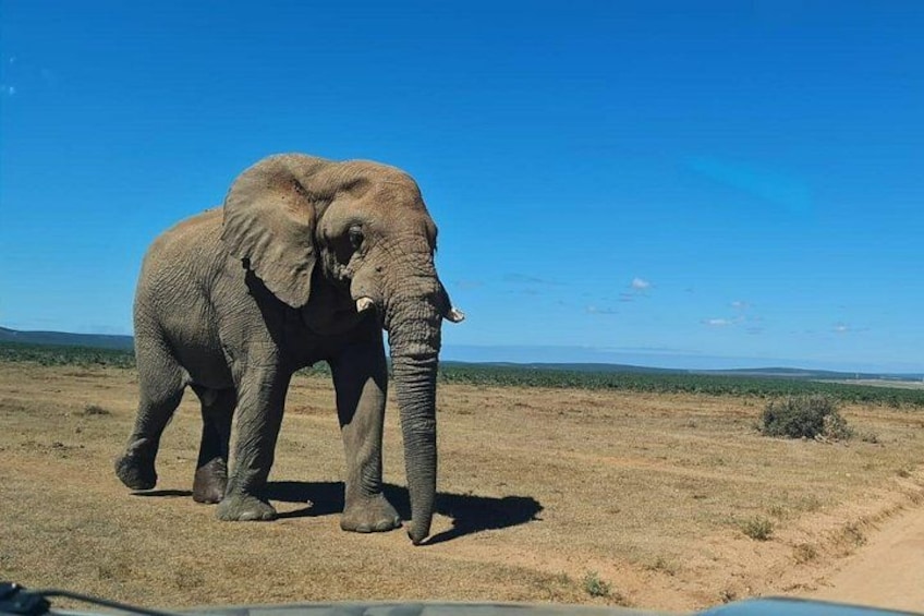 An elephant in a dry, open landscape with a clear blue sky. 1