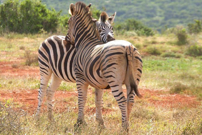 Two zebras standing in a field with red soil and green vegetation. 2