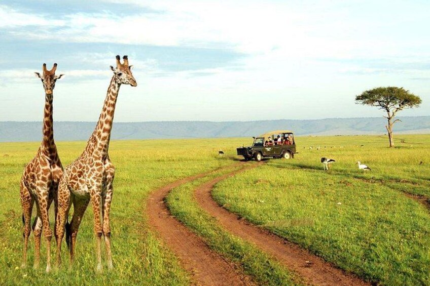 Half Day Tala Game Reserve and Natal Park from Durban 1