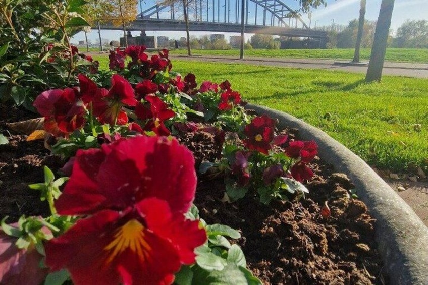 A garden with red flowers and a bridge in the background. 3