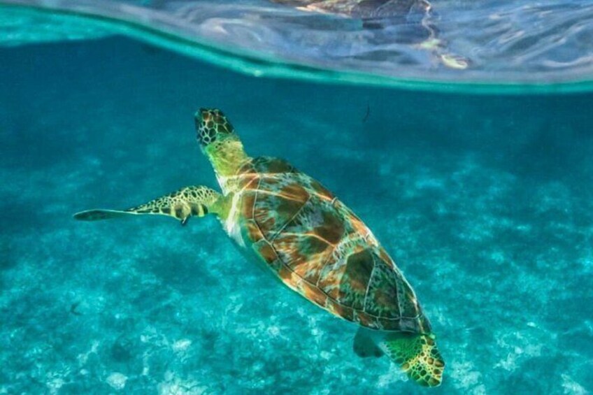 A sea turtle swimming underwater. 3