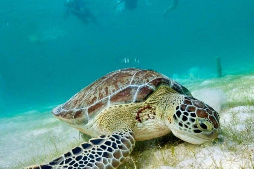 A sea turtle swimming near the ocean floor. 4