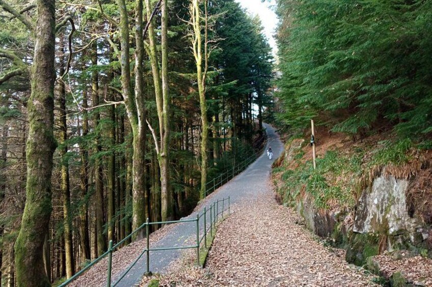 Self-Guided Hike from Bergen's Fish Market up Mount Fløyen 4
