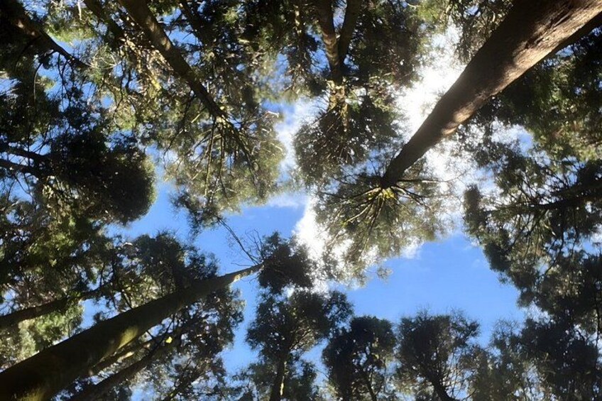 Alishan Join-in Day Tour from Taichung (Incl. Park Entrance) 1