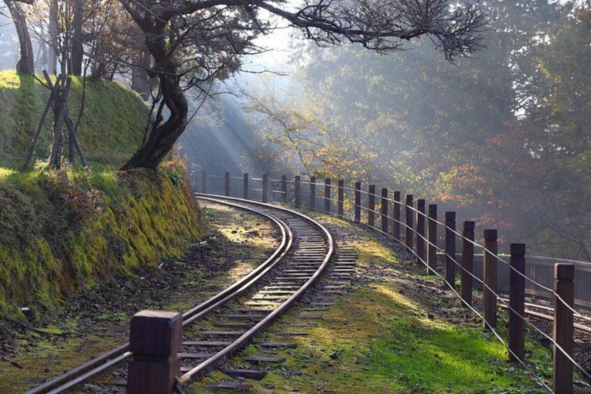 Alishan Join-in Day Tour from Taichung (Incl. Park Entrance) 2
