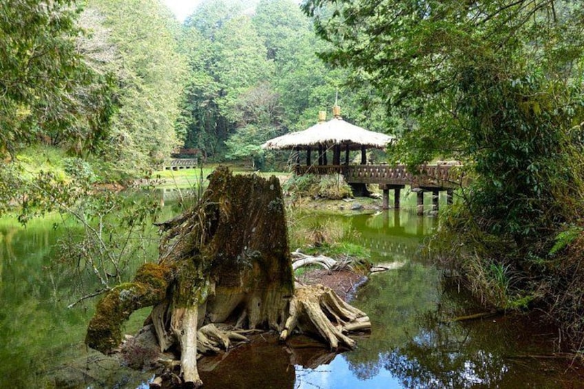 Alishan Join-in Day Tour from Taichung (Incl. Park Entrance) 3