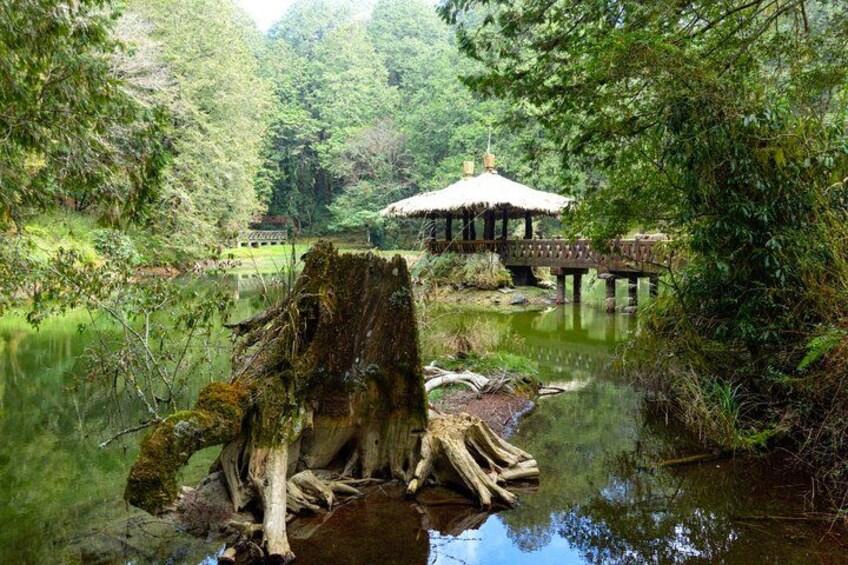 Alishan Join-in Day Tour from Taichung (Incl. Park Entrance) 2