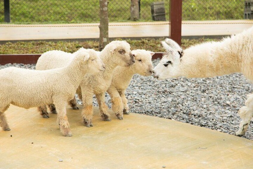 Cute animals in Lanyang Animal and Plant Kingdom. 5