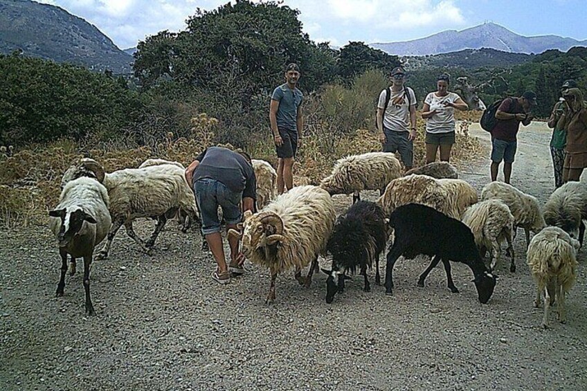 Crete 5-Hour Quad Safari Experience 5