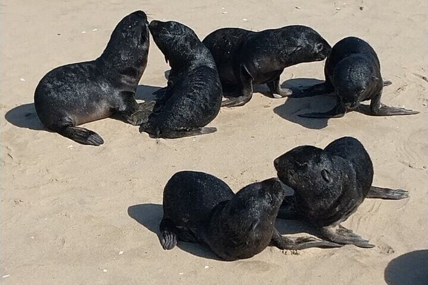 Sandwich Harbour Seals and Dune Tour 1
