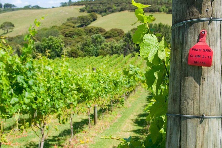 On the vine 2