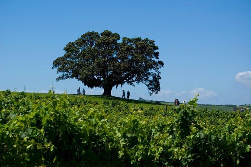 Vines and nature 2
