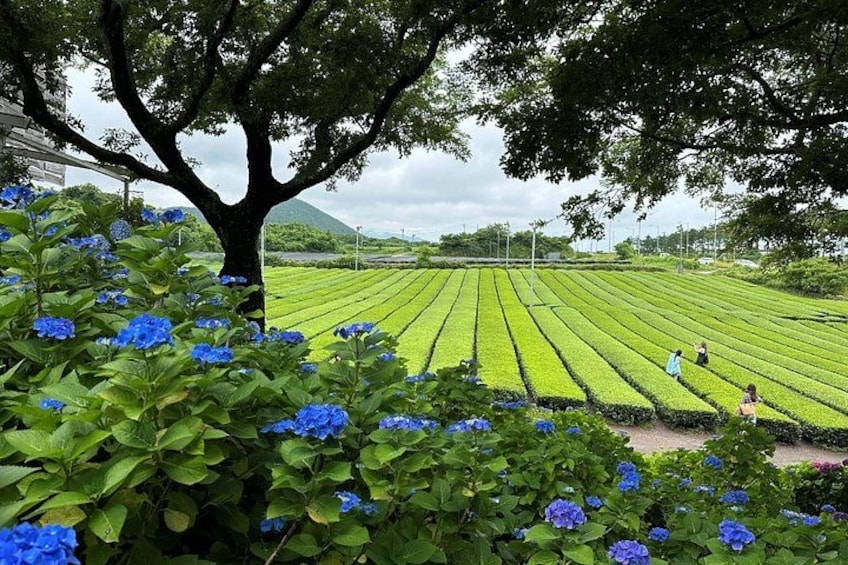 O'Sulloc Tea Museum 2