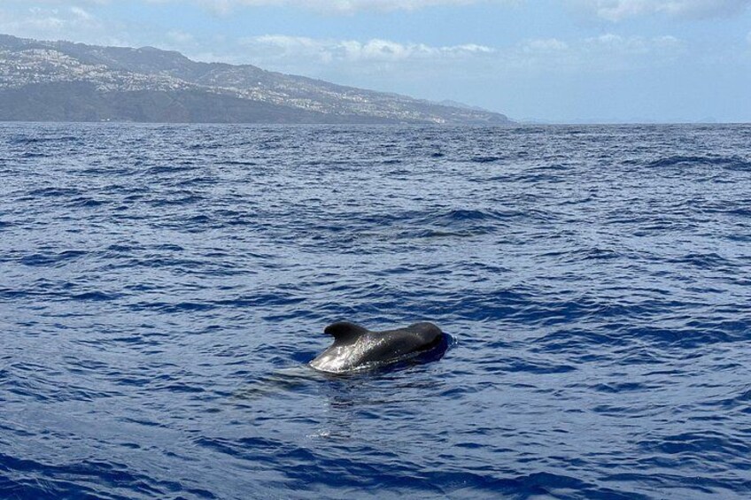Dolphins and Whales Watching Tour by RIB boat in Funchal 4