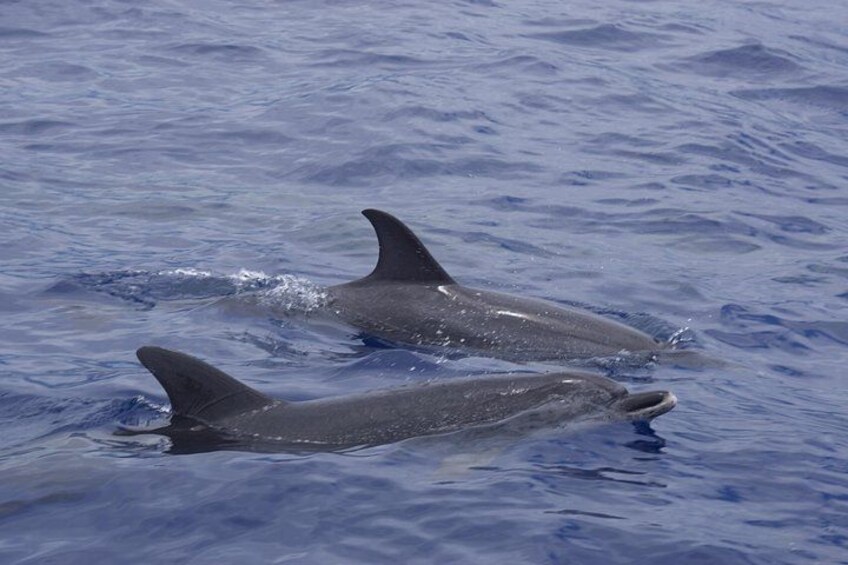 Dolphins and Whales Watching Tour by RIB boat in Funchal 5