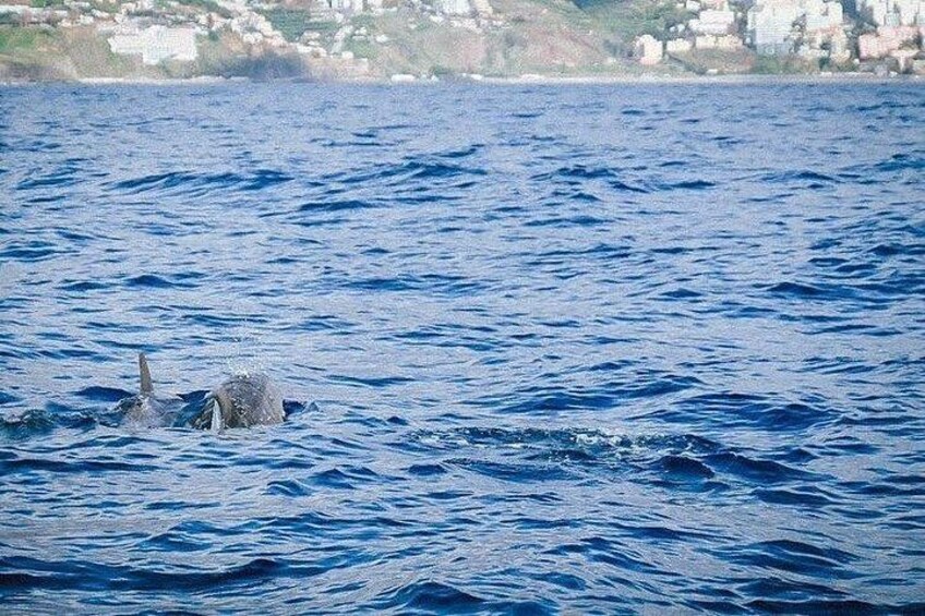 Dolphins and Whales Watching Tour by RIB boat in Funchal 2
