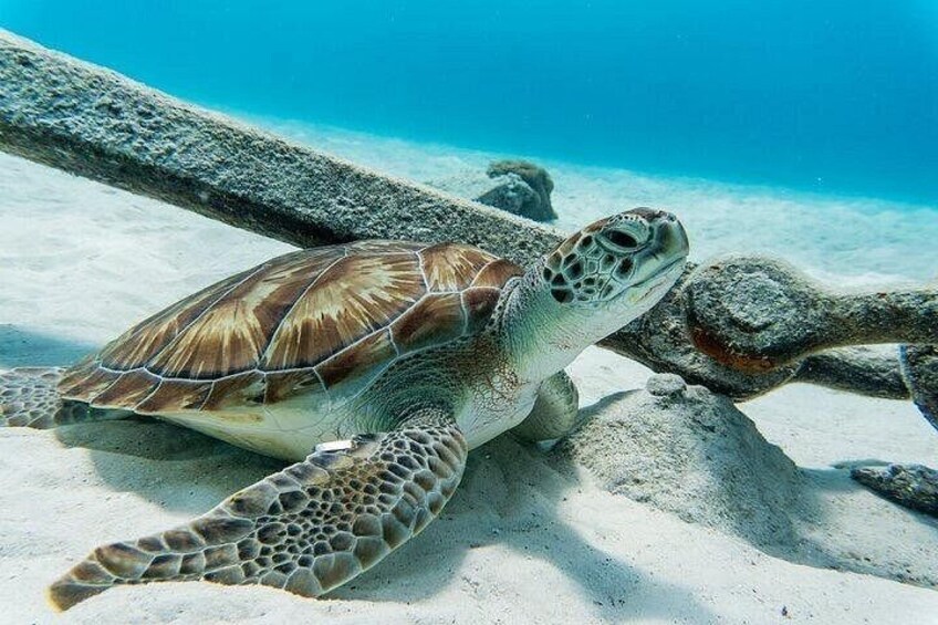 A sea turtle resting on a sandy beach with clear blue water in the background. 1