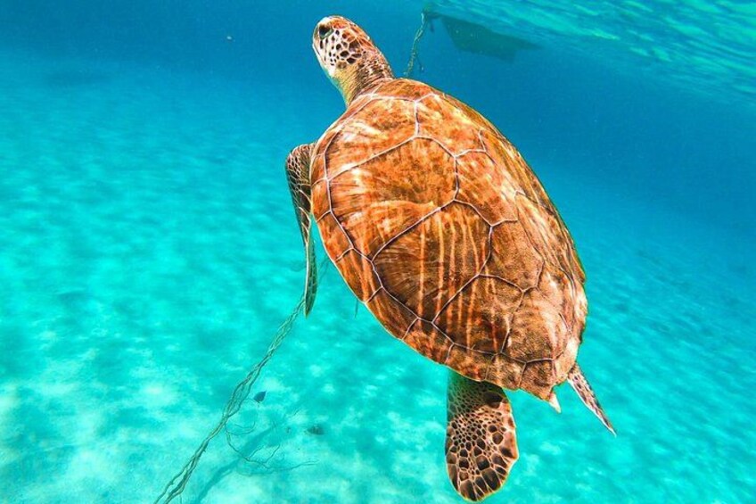 A sea turtle swimming in clear blue water. 3
