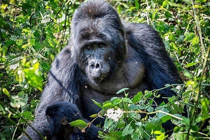 A gorilla in a natural setting with dense foliage. 5