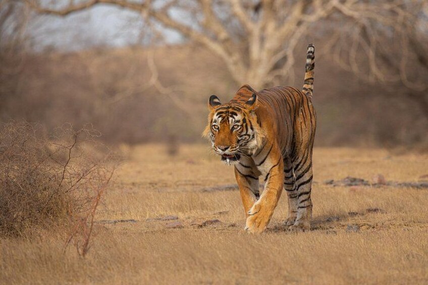 Ranthambore Tiger Safari 3