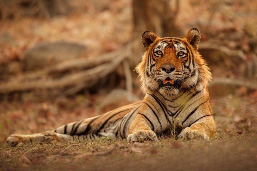 Tiger at Ran 1
