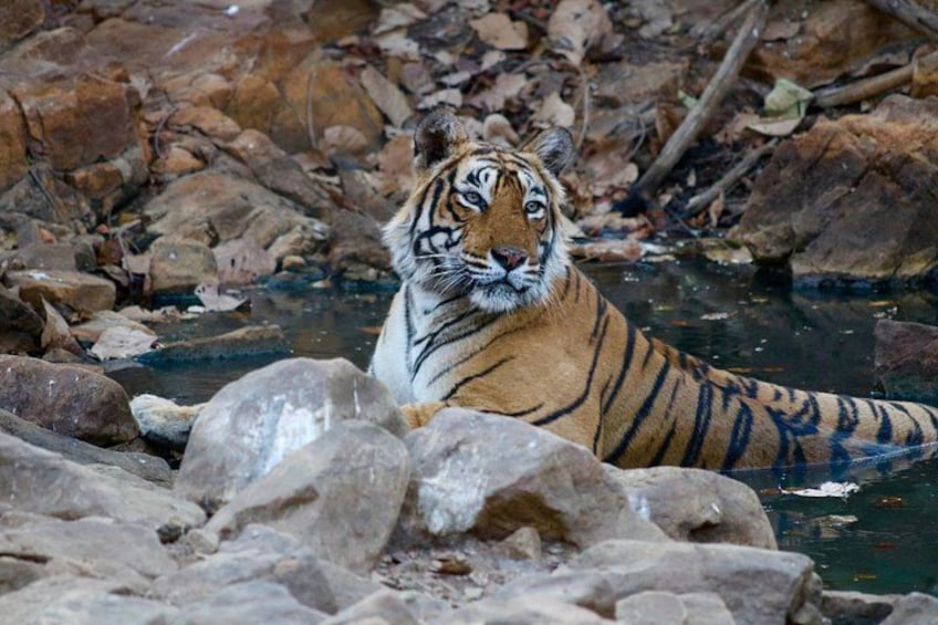 Un tigre dans le lit rocheux d’une rivière. 2