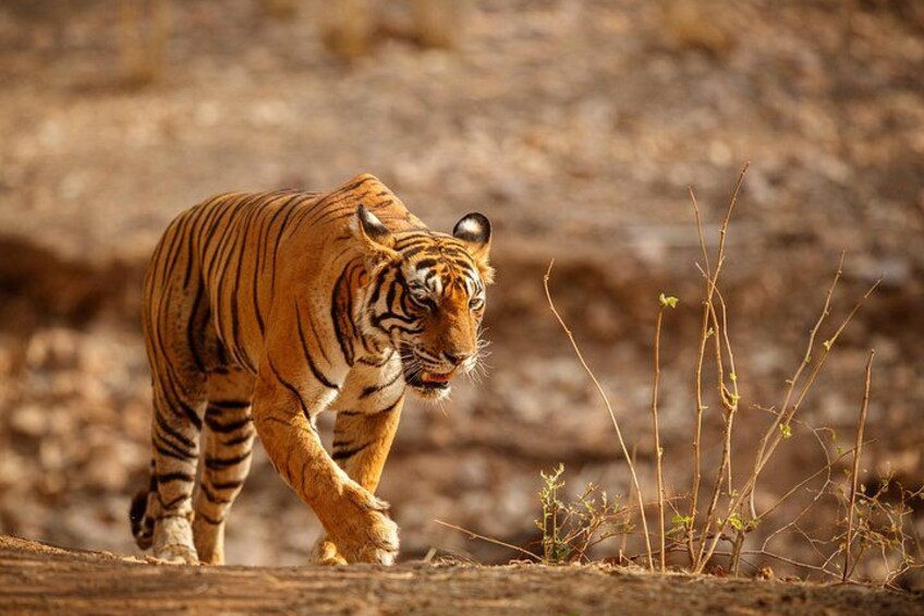 Tiger 4