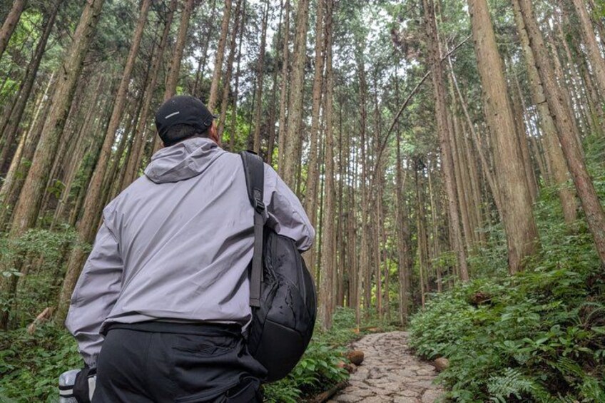 Eine Person wandert durch einen Wald mit hoch aufragenden Bäumen und einem schmalen Pfad. 4