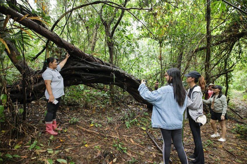 A group of people examining a fallen tree in a forest. 3