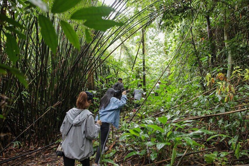 A group of people hiking through a dense bamboo forest. 4