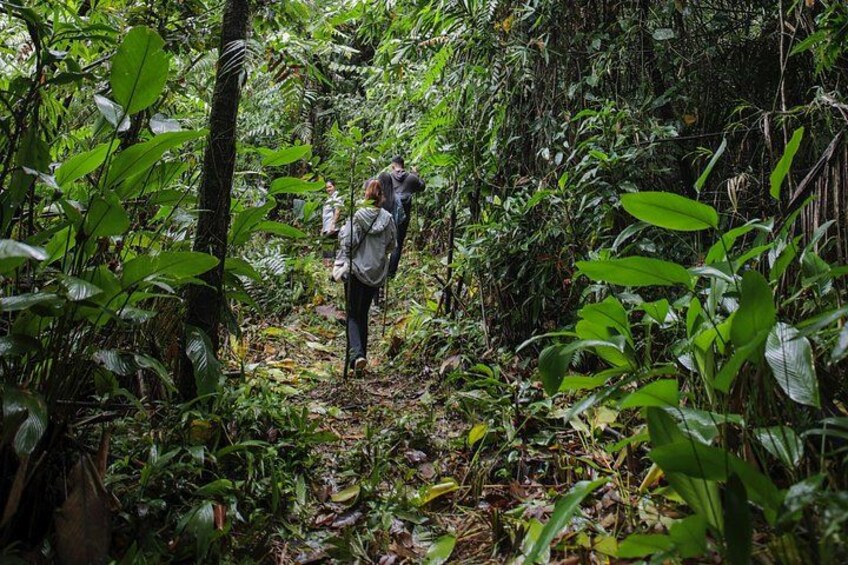 A person hiking through a dense forest with various green plants and trees. 2