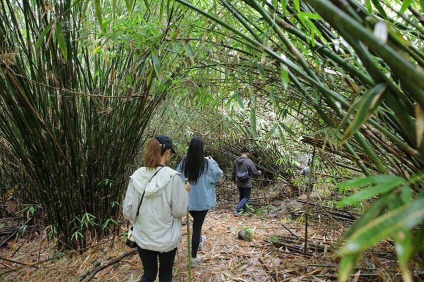 People walking through a bamboo forest. 5