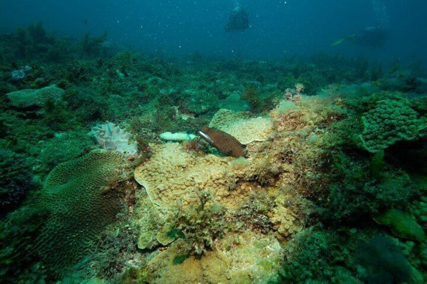 Kisite Mpunguti Dolphin Safari & Snorkeling with Wasini Island 5