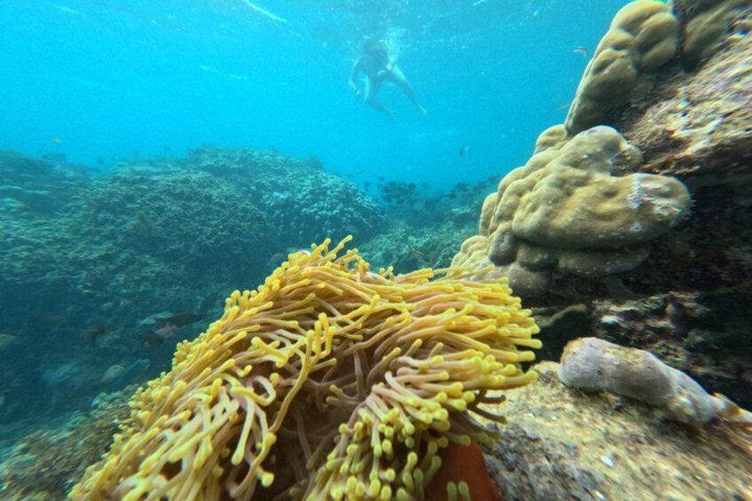 Ein Taucher erkundet ein Korallenriff mit einer Seeanemone und einem Felsen. 3