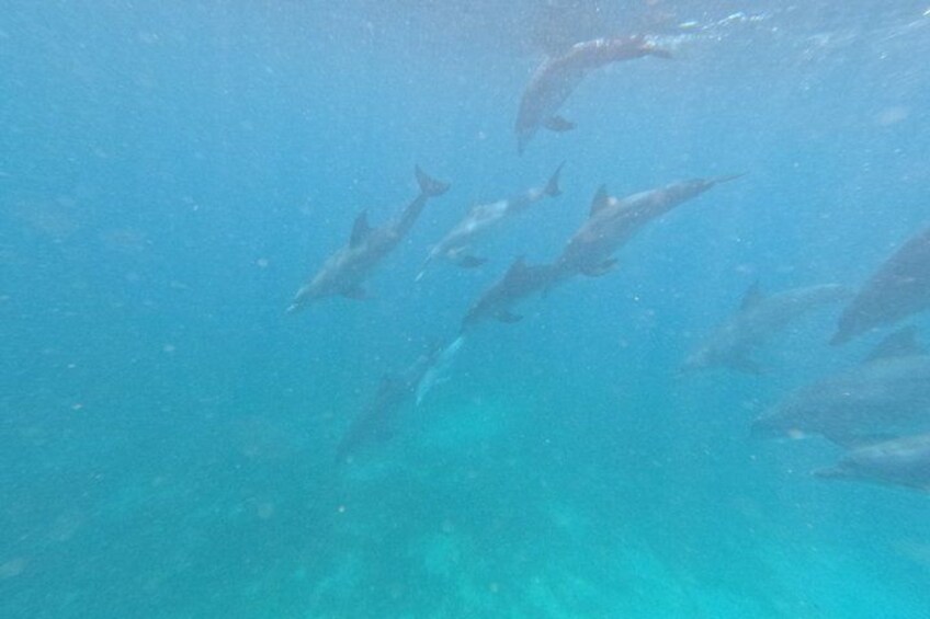 Eine Gruppe von Delfinen schwimmt unter Wasser. 4