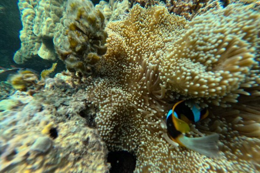 Ein Clownfisch schwimmt zwischen Seeanemonen. 5