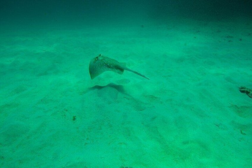 Kisite Mpunguti Dolphin Safari & Snorkeling with Wasini Island 4
